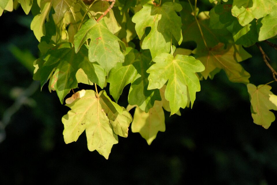 Fall season foliage