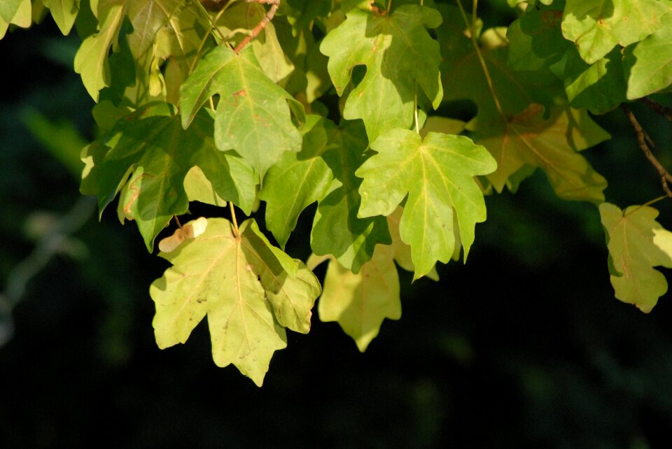 Fall season foliage photo