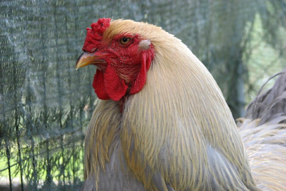 Brahma isabel brahma chicken