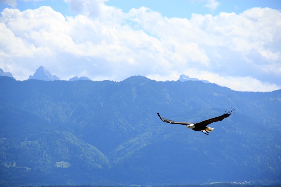 Raptor bald eagles animal