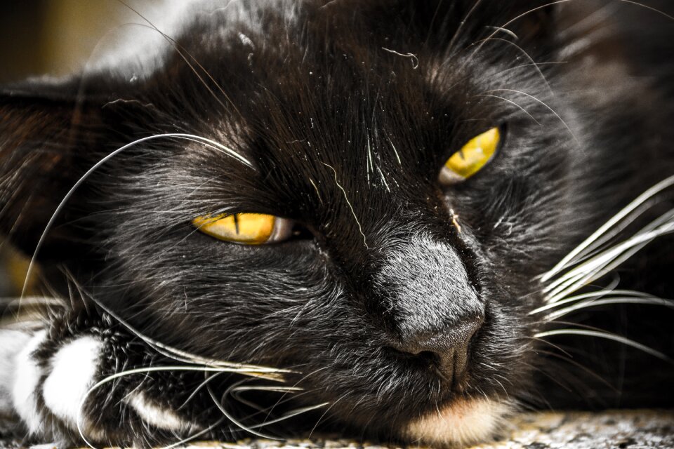 Portrait fur feline