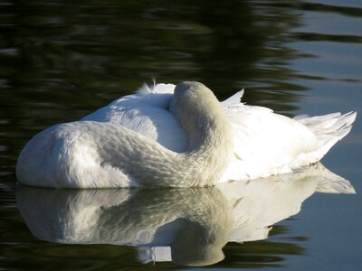 Reflection sleeping plumage