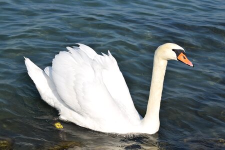 Bird swim water bird