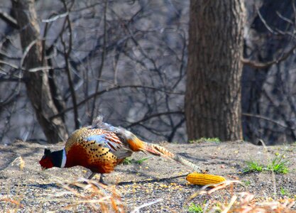 Countryside feeding