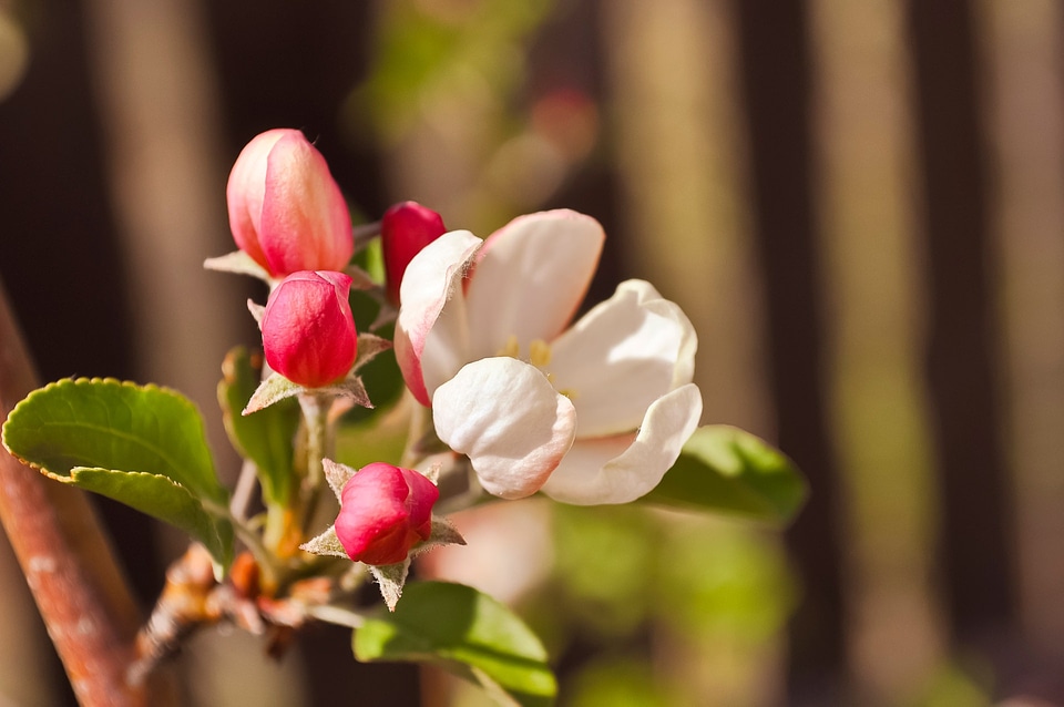Blossom petal fresh