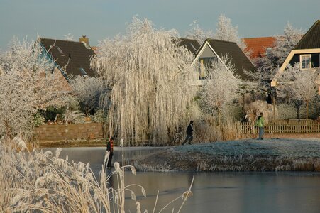 Ice white tree
