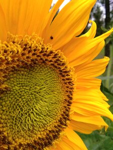 Flower sunflower