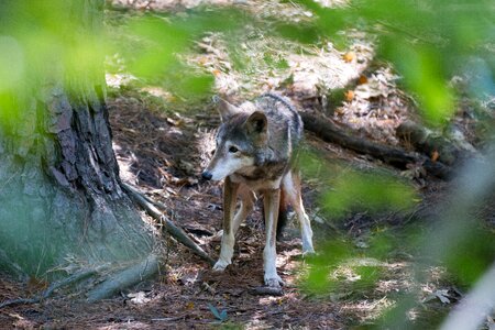 Wolf endangered