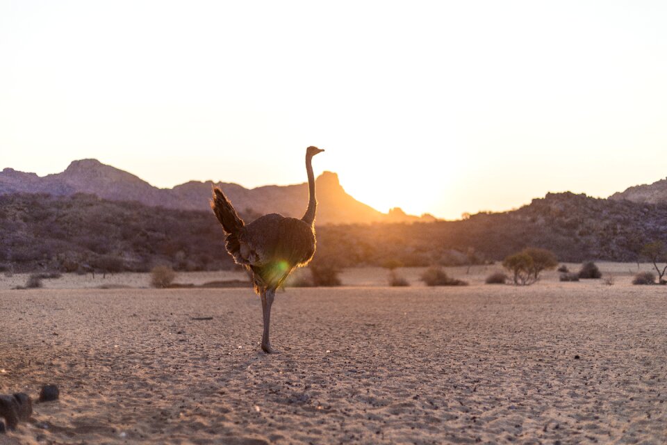 Ostrich bouquet bird