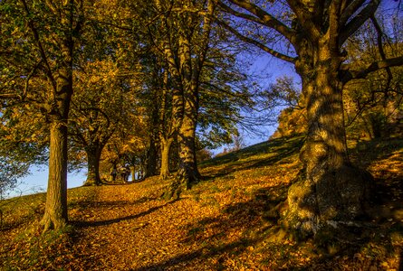 Landscape forest rest photo