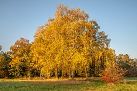 Deciduous tree leaves golden