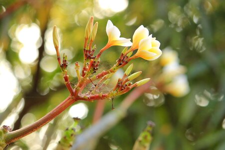 Flower garden