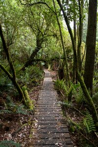 Nature path boardwalk