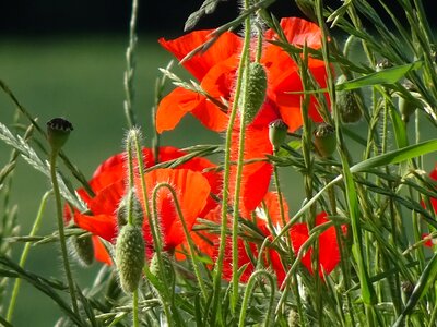 Scarlet red poppy stems hairy