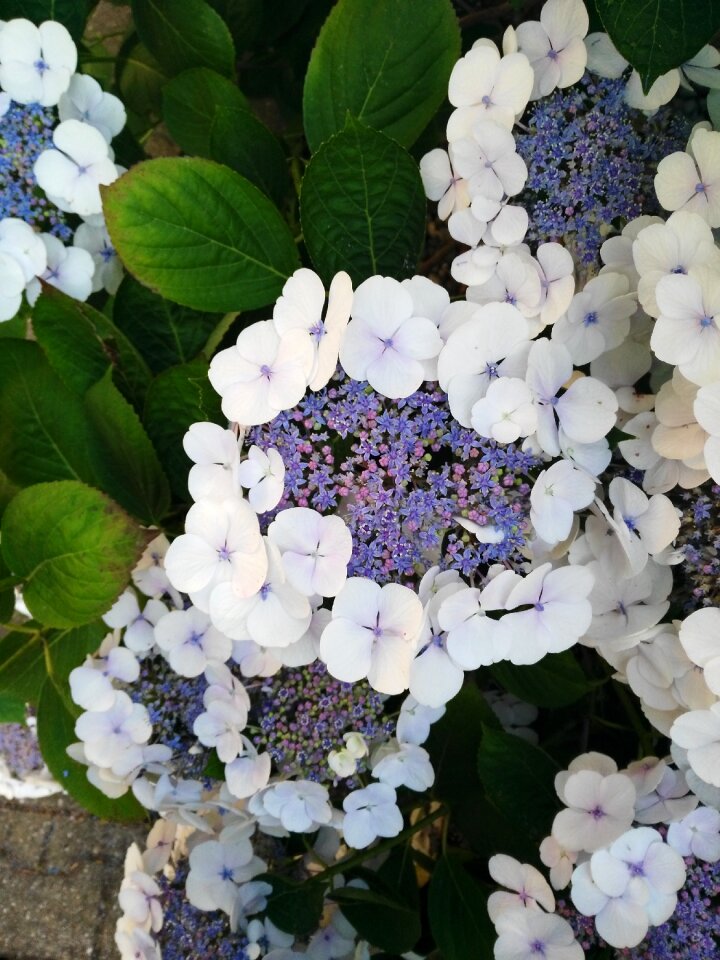 White plant blossom