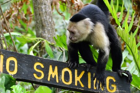Costa rica capuchin puerto viejo