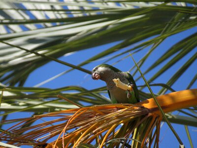 Bird green wildlife