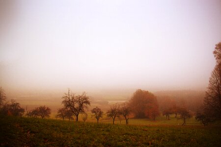 Fog trees view photo