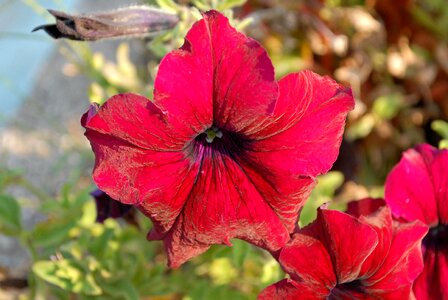 Petunias garden