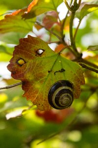 Autumn slowly biology