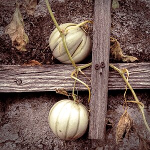 Autumn garden pumpkin