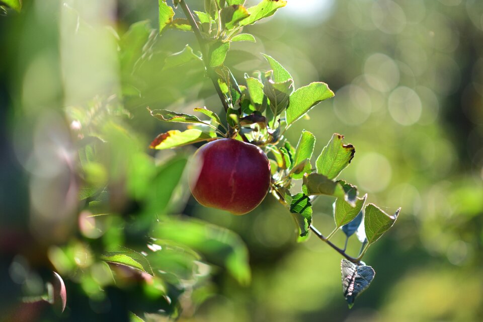 In the fall delicious healthy