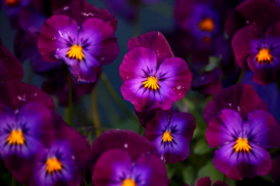 Flower blossom petals photo