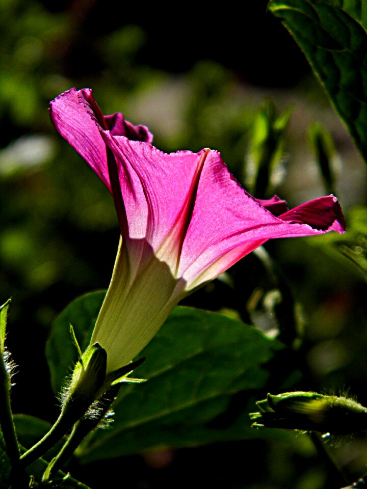 Flowering plant flora