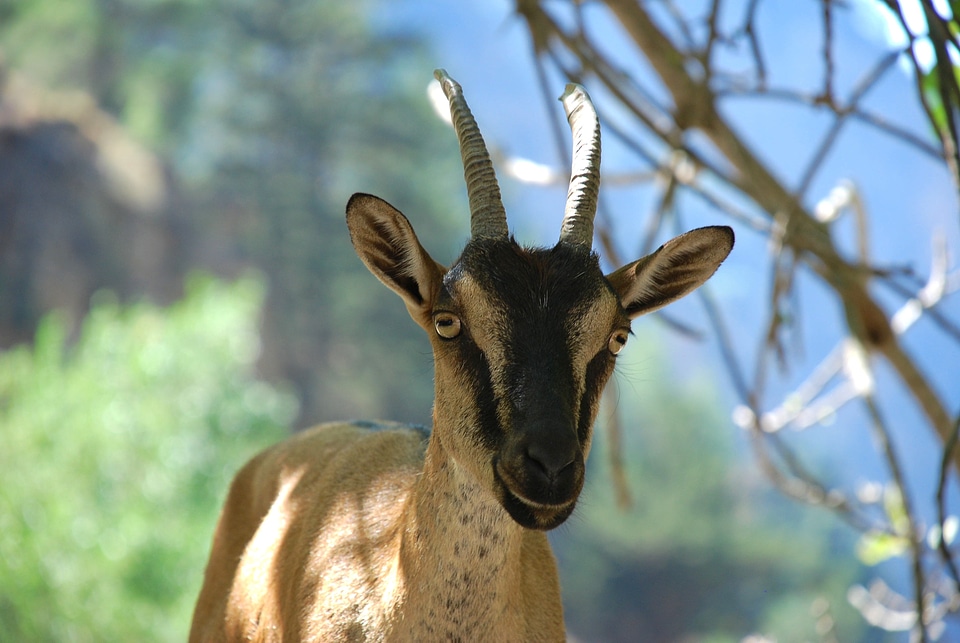 Wildlife outside nature
