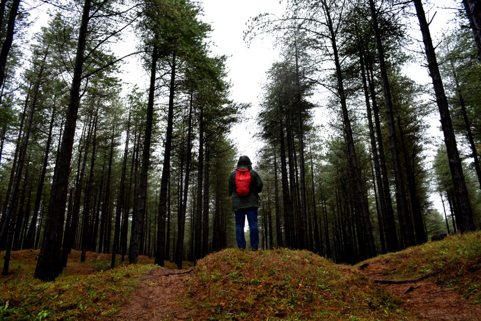 Nature trees woods