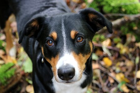 Herbst schöner hund photo