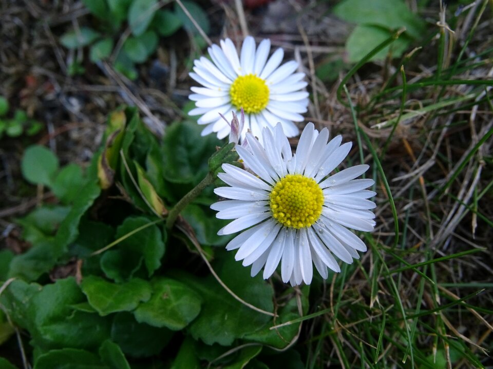 Flower garden nature