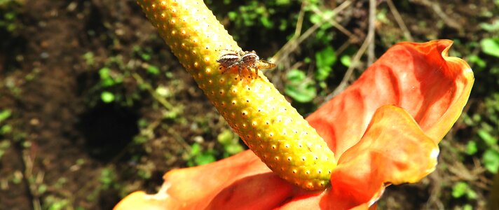 Insect spider hunter colombia