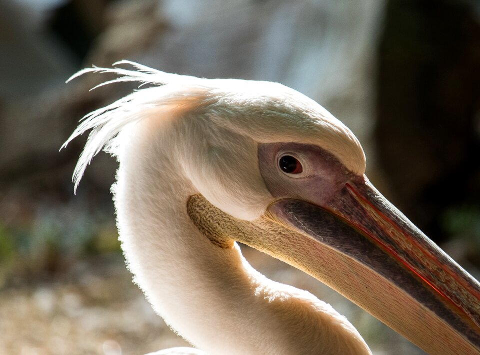 Animal world water bird nature