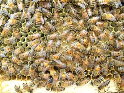 Beekeeper brown frame brown bee