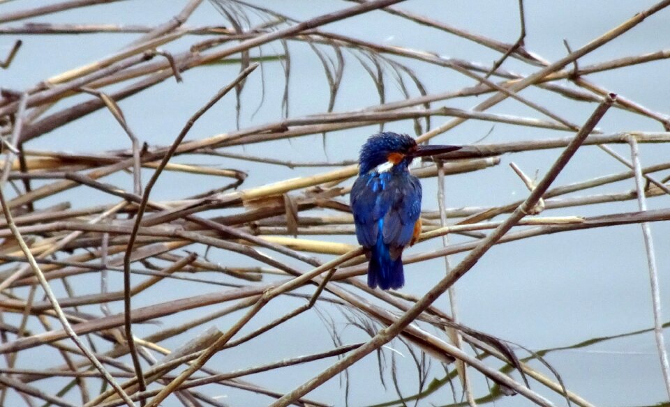 Eurasian kingfisher river kingfisher avian