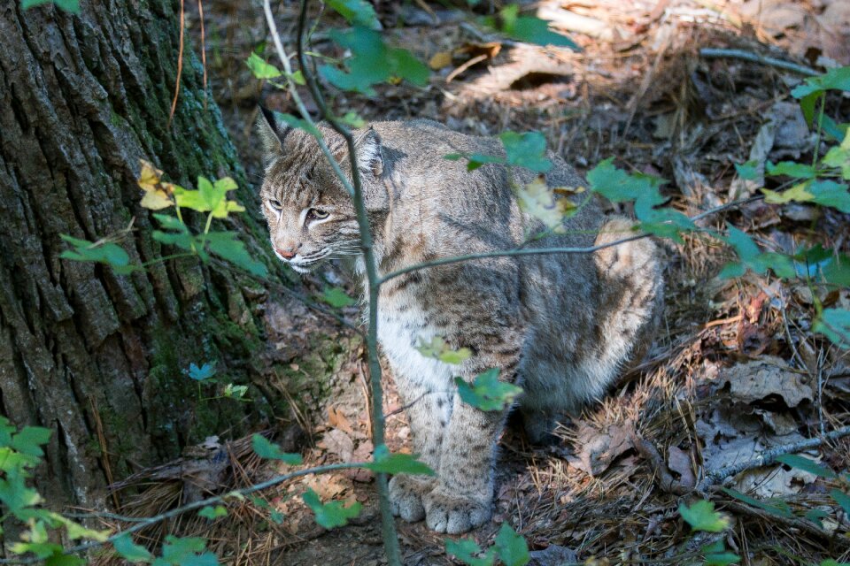 Wildlife virginia