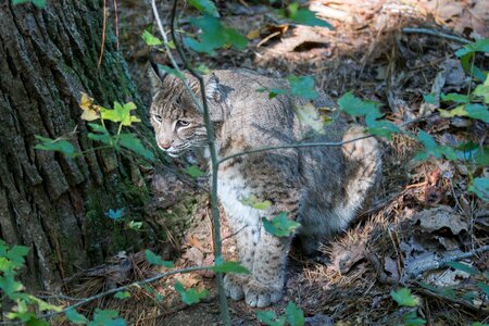 Wildlife virginia