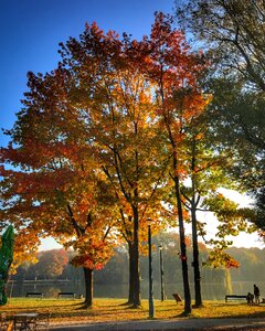 Bay nowohucki autumn oak photo