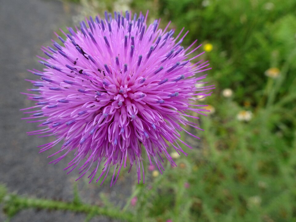 Pink violet mystery
