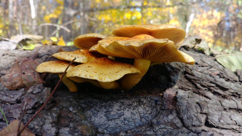Autumn nature mushroom photo