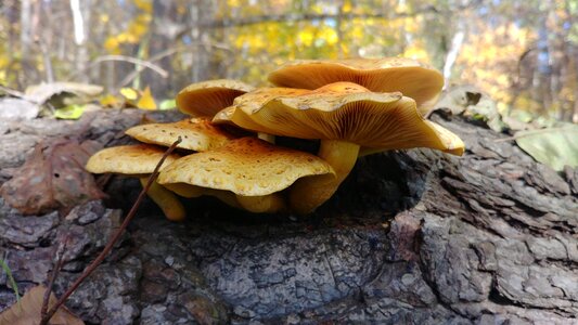 Autumn nature mushroom