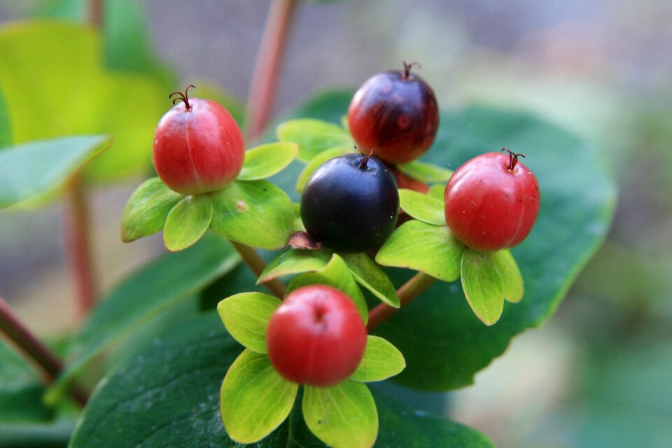 Berry plant