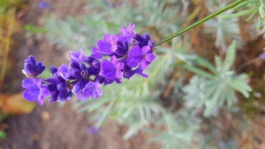 Lavender flowers purple photo