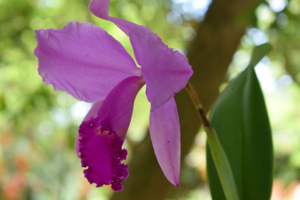 Petal violet garden