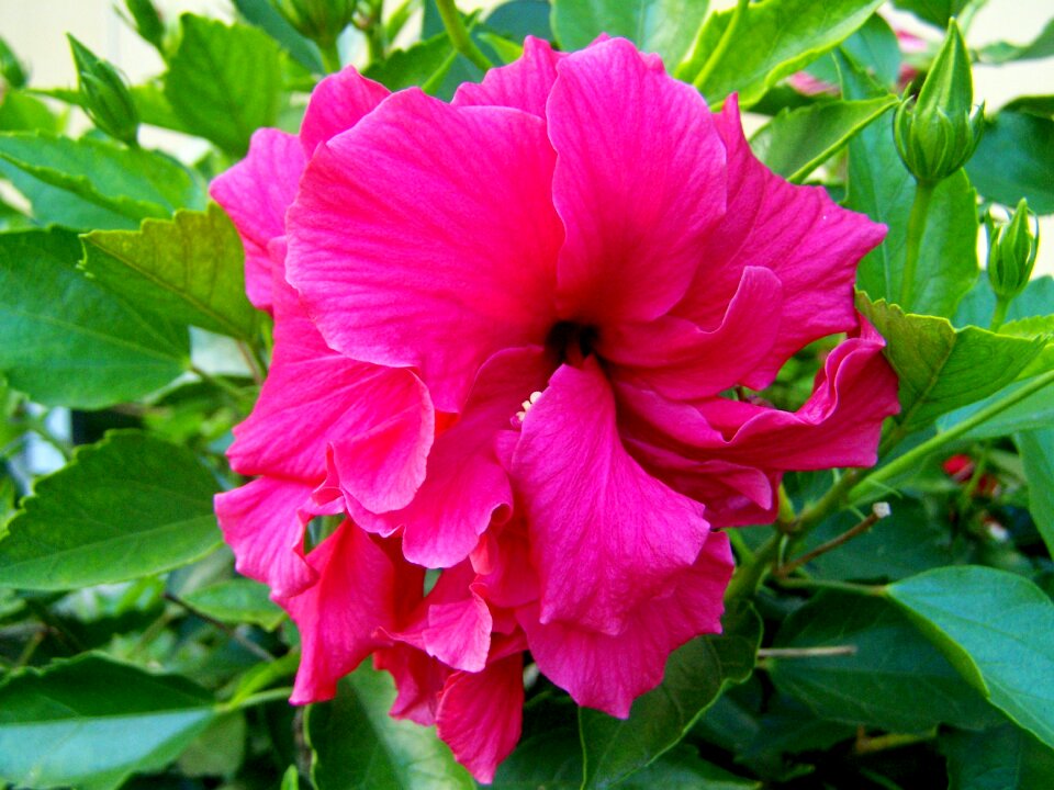 Hollyhock hibiscus pink