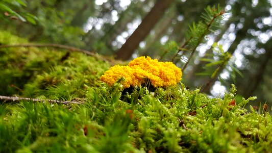 Black forest moss ground photo
