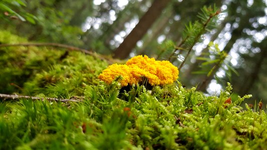 Black forest moss ground
