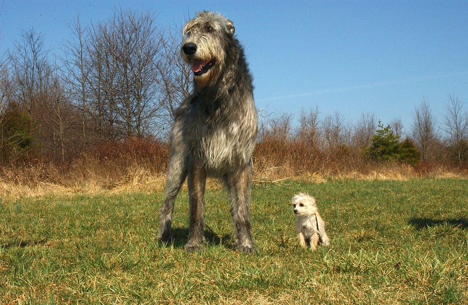 Canines animals pets