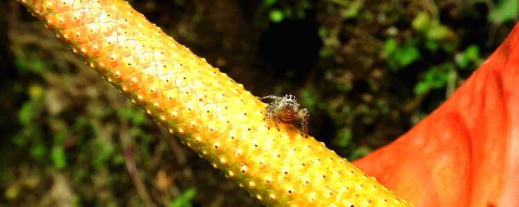 Spider fauna colombia